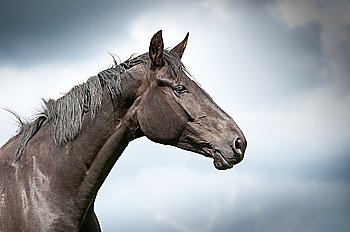 Close up of a horse