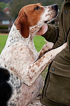 Close up of a hound and owner