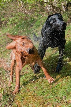 Dogs shaking water from their fur