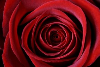 beautiful red rose macro closeup