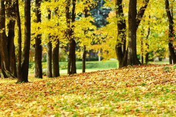 close up autumn trees in park