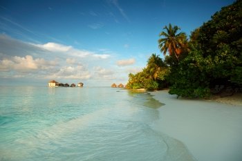 maldives landscape ocean palm sky