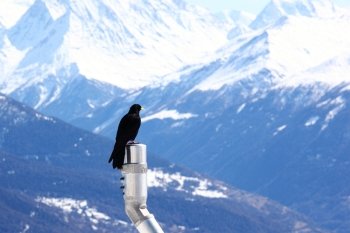 ice top mountains starling bird