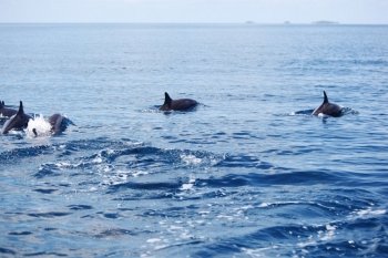 dolphins in blue ocean waves