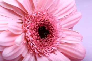 Pink gerbera on white macro closeup
