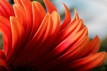 beautiful orange spring flower close-up