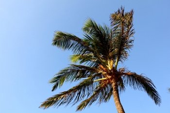 palm green foliage  in blue sky