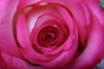 beautiful pink rose macro closeup