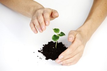 young plant cover their hands on a white background