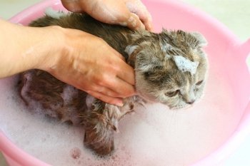 wash cat under water wet