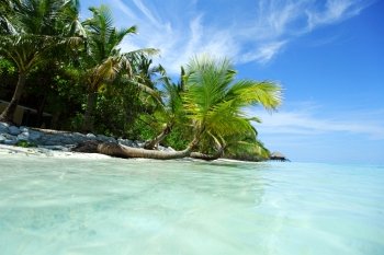 tropical island palm sea and sky