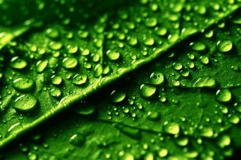 waterdrops on green plant leaf macro
