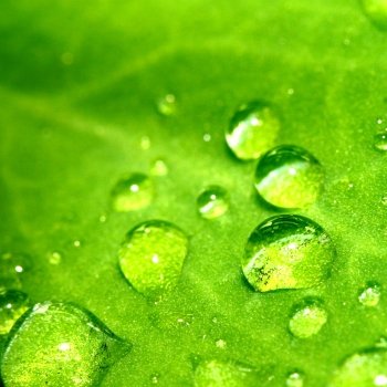 Waterdroplets on a leaf