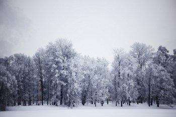 winter trees on snow white background