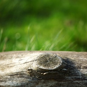 wood in grass nature background