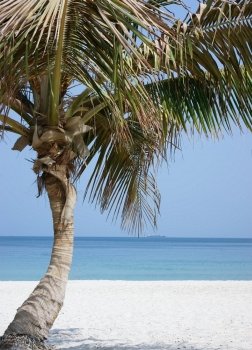 Lone Palm tree on the beach