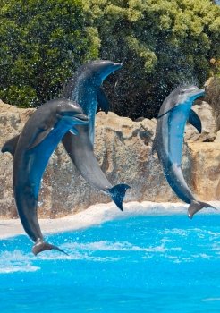 Photo of dolphins doing a show in the swimming pool