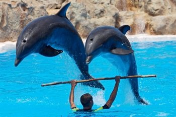 photo of dolphins doing a show in the swimmingpool