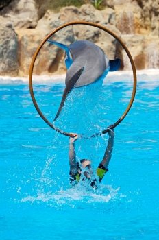 photo of dolphin doing a show in the swimming pool