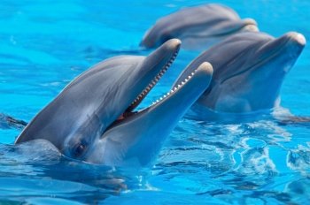 happy dolphins in the blue water of the swimming pool