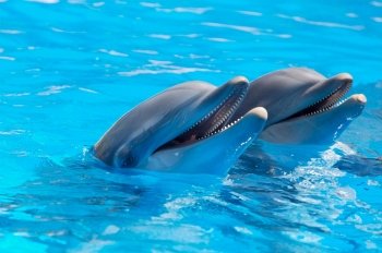 Happy dolphins in the blue water of the swimming pool