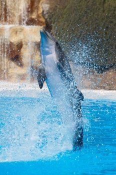Dolphins doing a show in the swimming pool