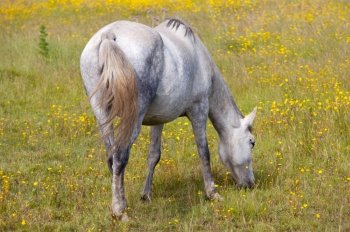 photo of a horse in freedom eating grass