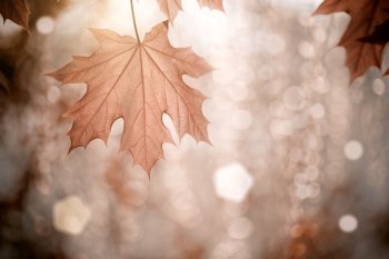 Autumn background with maple leaves. Shallow depth of fields