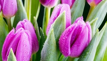 bunch of purple tulips, close up, studio shot