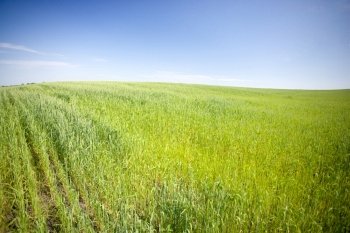 wheat field, summer sunny day, rural area