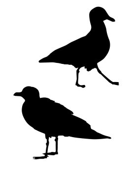 Silhouette of a seagull