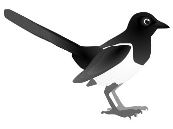 Vector image of magpie