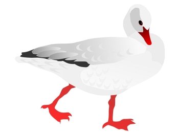 Vector drawing of white goose