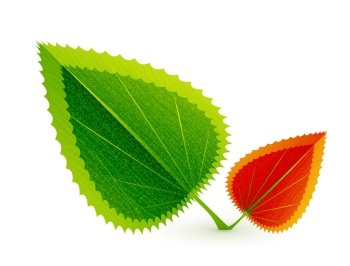 Vector leaf concept. Nature abstract symbol