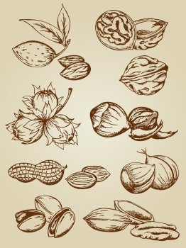 set of  various nuts in retro style