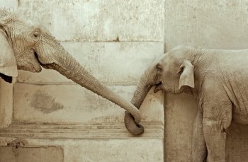 elephant and his calf, touching each other