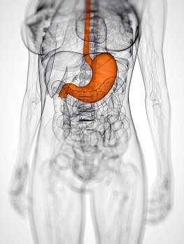 3d rendered scientific illustration of a female stomach