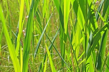 green herb on summer field