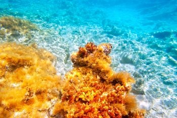 Baearic islands underwater sea bottom snorkeling view