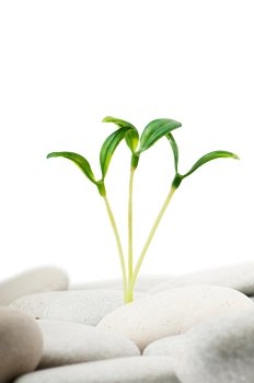 Pebbles and seedlings - alternative medicine concept