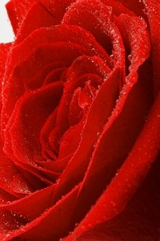 Red rose. Background