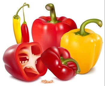 Vector illustration of  ripe colored peppers.