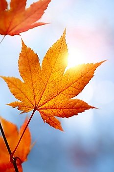 autumn leaves against the blue sky and sun, selective focus