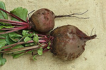 beets with tops on a sacking