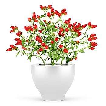 paprika plant in pot isolated on white background