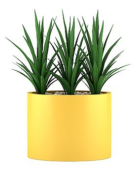 decorative houseplant in yellow pot isolated on white background