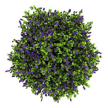 top view of lilac flowers bush isolated on white background