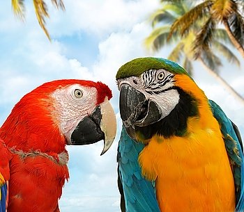 Two Colorful Parrots ,Close Up