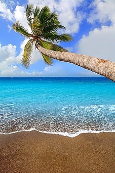 Canary Islands brown sand beach and tropical aqua water with palm tree