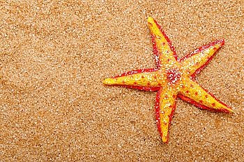 Sea stars on the sand